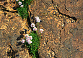 Thrift bei Marwick Head, Mainland, Orkney-Inseln, Schottland, Vereinigtes Königreich, Europa