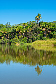 Sandoval-See und Aguaje-Palmen, Tambopata-Nationalreservat, Puerto Maldonado, Madre de Dios, Peru, Südamerika