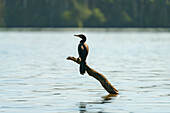 Neotropischer Kormoran (Phalacrocorax brasilianus, Phalacrocorax olivaceus, Nannopterum brasilianum) auf Holz am Sandoval-See, Tambopata-Nationalreservat, Puerto Maldonado, Tambopata-Provinz, Madre de Dios, Peru, Südamerika