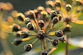 Common ivy fruit umbels (Hedera helix), France, Europe