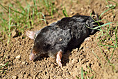 European mole (Talpa europaea) ,Centre-Val-de-Loire region, France, Europe