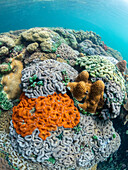 A myriad of hard and soft corals compete for space on the substrate of the snorkel site known as the Milky Way, Palau, Micronesia, Pacific