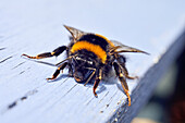 Braunschwanzhummel (Bombus terrestris), Frankreich, Europa