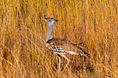 Kori-Trappe, Pilanesberg-Nationalpark, Nordwest-Provinz, Südafrika, Afrika