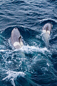 A large pod of Gerlache Strait type B killer whales (Orcinus orca), traveling and socializing in Gerlache Strait, Antarctica, Polar Regions