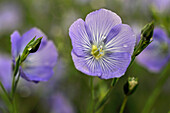 Flax field flowers, Centre-Val de Loire region, France, Europe