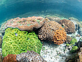 A myriad of hard and soft corals compete for space on the substrate of the snorkel site known as the Milky Way, Palau, Micronesia, Pacific