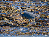 An adult Pacific reef heron (Egretta sacra), hunting for prey on Montgomery Reef, Kimberley, Western Australia, Australia, Pacific