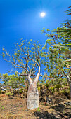 Panoramic of a huge boab tree (Adansonia gregorii), growing in Careening Bay, Kimberley, Western Australia, Australia, Pacific