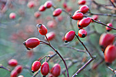 Rose hips from dog-rose (Rosa canina), France, Europe