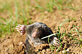 European mole (Talpa europaea) ,Centre-Val-de-Loire region, France, Europe