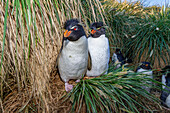 Ausgewachsene Südliche Felsenpinguine (Eudyptes chrysocome), in der Brutkolonie auf West Point Island, Falklandinseln, Südamerika