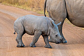 Baby Black Rhinoceros, Pilanesberg National Park, North West Province, South Africa, Africa