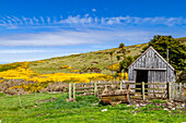 View of the McGill sheep farm on Carcass Island in Port Patterson in the Falkland Islands, South Atlantic Ocean, South America