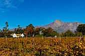 Allee Bleue Vineyard, Franschhoek, Western Cape Province, South Africa, Africa