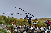 Adult black-browed albatross (Thalassarche melanophrys), in flight returning to nesting site on West Point Island, Falklands, South America