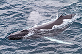 Buckelwal (Megaptera novaeangliae), Auftauchen vor Half Moon Island in der South Shetland Island Group, Antarktis, Polargebiete