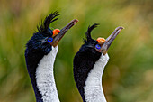 Imperial Shag (Phalacrocorax atriceps), pair exhibiting courtship behavior on New Island in the Falkland Islands, South America