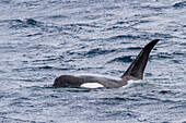 Eine kleine Gruppe von Packeis-Killerwalen (Orcinus orca), kurz nachdem sie eine Weddellrobbe im Lemaire-Kanal erlegt haben, Antarktis, Polargebiete