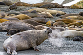 Adult bull southern elephant seal (Mirounga leonina) issuing a bellowing challenge at Gold Harbour on South Georgia, Polar Regions