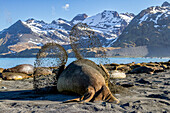 Adult bull southern elephant seal (Mirounga leonina) trying to cool off by flinging sand on his back at Gold Harbour, South Georgia, Polar Regions