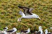 Ausgewachsener Schwarzbrauenalbatros (Thalassarche melanophrys), im Flug auf dem Rückflug zum Nistplatz auf West Point Island, Falklands, Südamerika