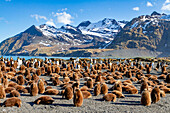 Erwachsene und junge Königspinguine (Aptenodytes patagonicus) in der Brutkolonie in Gold Harbor, Südgeorgien, Polargebiete