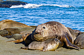 Adult beachmaster bull southern elephant seal (Mirounga leonina) challenging another male at Gold Harbour, South Georgia, Polar Regions