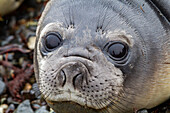 Friendly southern elephant seal (Mirounga leonina), weaner pup close up on the beach at Snow Island, Antarctica, Polar Regions