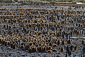 Sonnenaufgang über Königspinguinen (Aptenodytes patagonicus) in der Nist- und Brutkolonie auf Salisbury Plain, Südgeorgien, Polargebiete