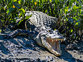 A young saltwater crocodile (Crocodylus porosus), sunning itself on the banks of Porosus Creek, Kimberley, Western Australia, Australia, Pacific