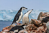 Kinnriemenpinguine (Pygoscelis antarctica), ekstatische Zurschaustellung in der Brutkolonie auf Half Moon Island, Antarktis, Polargebiete