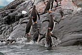 Adult gentoo penguins (Pygoscelis papua), returning and coming from the sea at Booth Island, Antarctica, Southern Ocean, Polar Regions