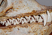 Skull of an adult female leopard seal (Hydrurga leptonyx), on display at the Natural History Museum in Stanley, Falkland Islands, South America