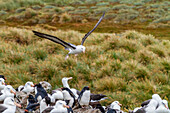 Adult black-browed albatross (Thalassarche melanophrys), in flight returning to nesting site on West Point Island, Falklands, South America