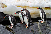 Ausgewachsene Eselspinguine (Pygoscelis papua) bei der Rückkehr aus dem Meer auf Booth Island, Antarktis, Südpolarmeer, Polargebiete