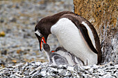 Adult gentoo penguin (Pygoscelis papua), feeding chicks at Brown Bluff near the Antarctic Peninsula, Southern Ocean, Polar Regions