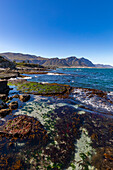 Walker Bay, Hermanus, Westkap-Provinz, Südafrika, Afrika