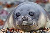 Friendly southern elephant seal (Mirounga leonina), weaner pup close up on the beach at Snow Island, Antarctica, Polar Regions