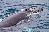 Buckelwal (Megaptera novaeangliae), Auftauchen vor Half Moon Island in der South Shetland Island Group, Antarktis, Polargebiete