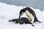 Zügelpinguine (Pygoscelis antarctica), in der Brutkolonie auf Half Moon Island, Antarktis, Südpolarmeer, Polarregionen