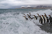 Ausgewachsene Königspinguine (Aptenodytes patagonicus) auf dem Rückweg von der Brutkolonie auf Salisbury Plain, Südgeorgien, Polargebiete