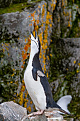 Zügelpinguin (Pygoscelis antarctica), ekstatische Zurschaustellung in der Brutkolonie auf Half Moon Island, Antarktis, Polargebiete