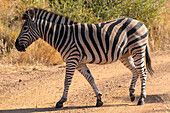 Zebra, Pilanesberg National Park, North West Province, South Africa, Africa