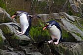 Makkaroni-Pinguine (Eudyptes chrysolophus) klettern an steilen Klippen in der Hercules Bay auf Südgeorgien, Polargebiete