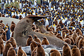 Southern elephant seal (Mirounga leonina) challenger bull among king penguin chicks at Gold Harbour on South Georgia, Polar Regions