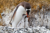 Adult gentoo penguin (Pygoscelis papua), feeding chicks at Brown Bluff near the Antarctic Peninsula, Southern Ocean, Polar Regions