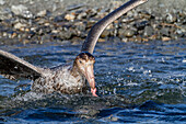 Northern giant petrel (Macronectes halli) threat display while feeding on elephant seal pup carcass at Stromness, South Georgia, Polar Regions