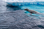 Neugierige Krabbenfresserrobben (Lobodon carcinophaga), schwimmen in der Nähe eines Eisbergs auf Booth Island nahe der Antarktischen Halbinsel, Polargebiete