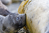 Mother southern elephant seal (Mirounga leonina) nursing young pup at breeding site at Peggotty Bluff, South Georgia Island, Polar Regions